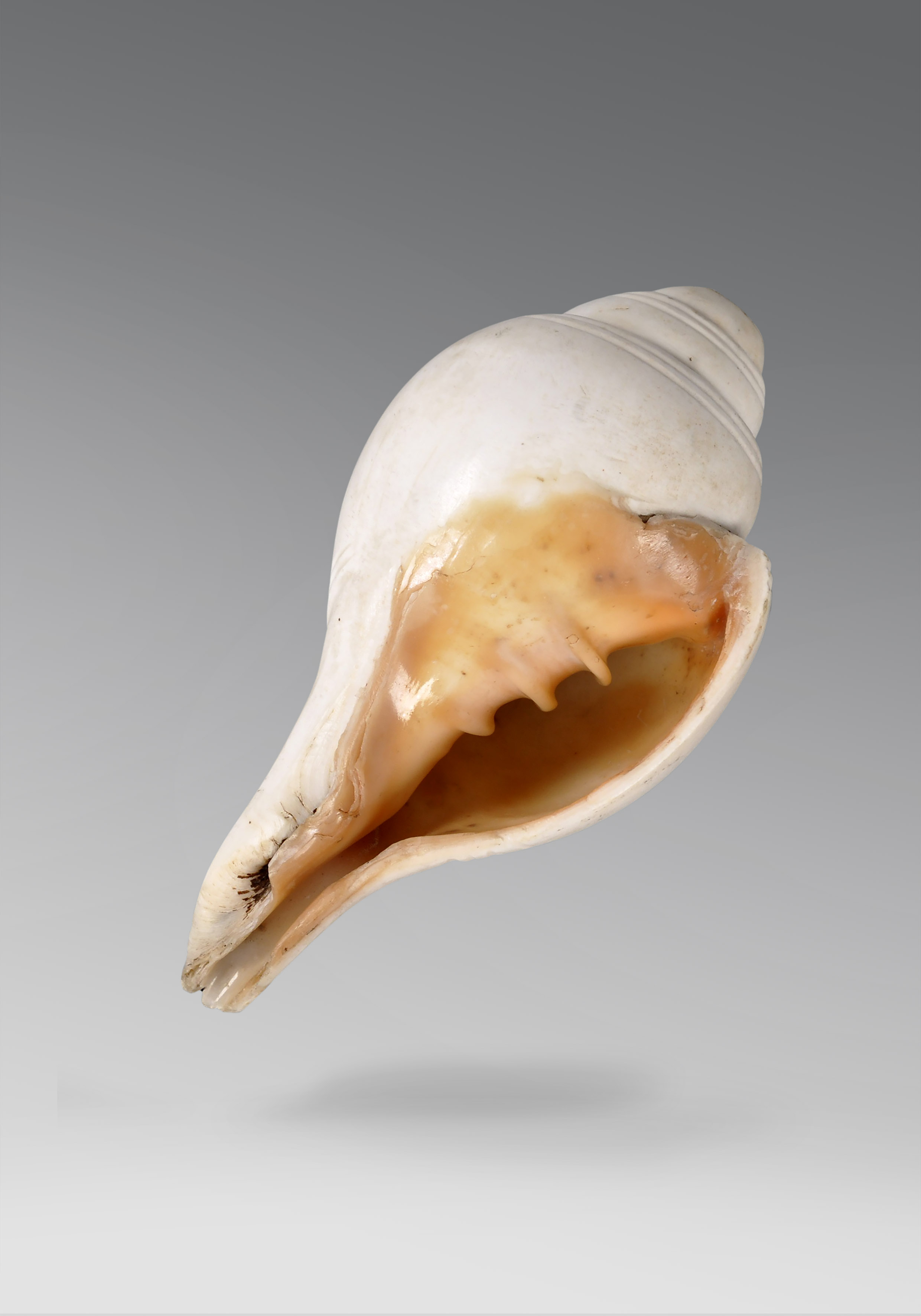 9954 Indian Hindu Conch 5